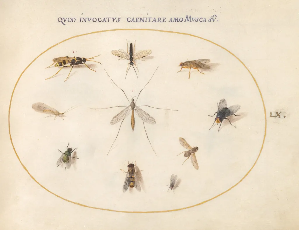 Plate 60: Flies and Other Insects, by Joris Hoefnagel, gouache, 1594