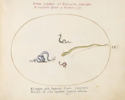Plate 60: Four Small Snakes, by Joris Hoefnagel