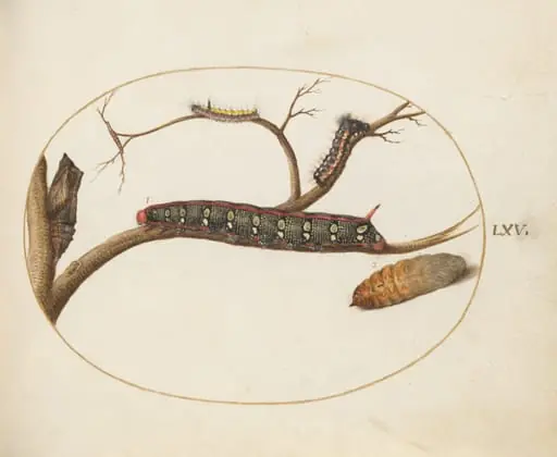 Plate 60: Leafy Spurge Hawkmoth Caterpillar, Gray Dagger Caterpillar, and Pupae, by Joris Hoefnagel