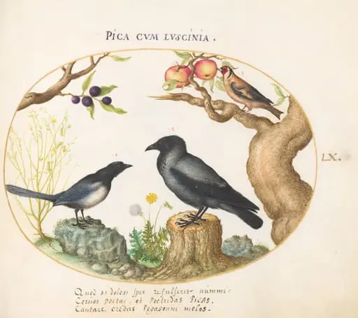 Plate 60: Magpie, Crow, and Goldfinch, by Joris Hoefnagel