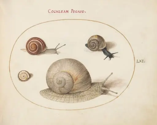 Plate 61: Four Snails, by Joris Hoefnagel