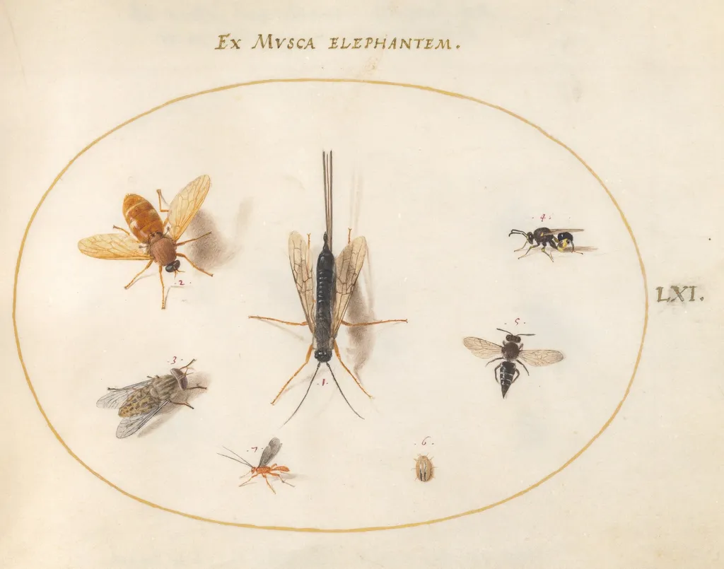Plate 61: Seven Insects, Including Flies, by Joris Hoefnagel, gouache, 1594