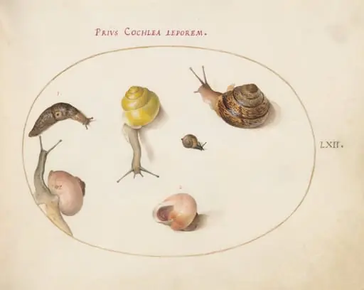 Plate 62: A Slug with Snails, by Joris Hoefnagel