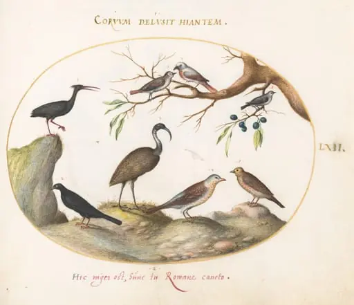 Plate 62: Northern Bald Ibis and Glossy Ibis with Other Birds, by Joris Hoefnagel