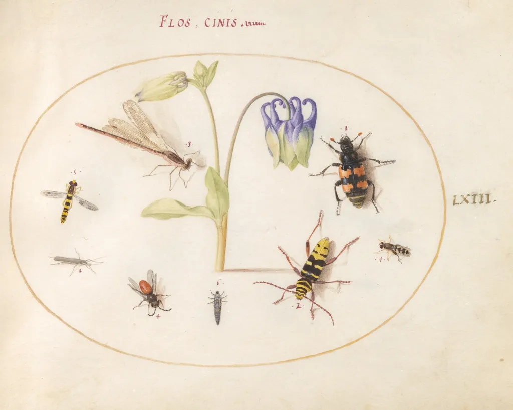 Plate 63: A Dragonfly, a Spotted Longhorn, a Sexton Beetle, and Other Insects with a Blue and White Columbine, by Joris Hoefnagel, gouache, 1594