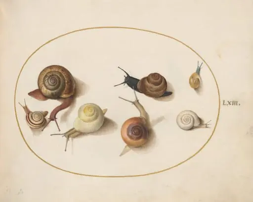 Plate 63: Seven Snails, by Joris Hoefnagel