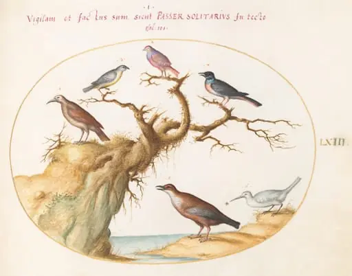 Plate 63: Six Small Birds, Including a Bluethroat and a Cuckoo(?), by Joris Hoefnagel