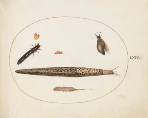 Plate 64: Leopard Slug, Ground Beetle Larva, a Rat-tailed Maggot, and Other Creatures, by Joris Hoefnagel
