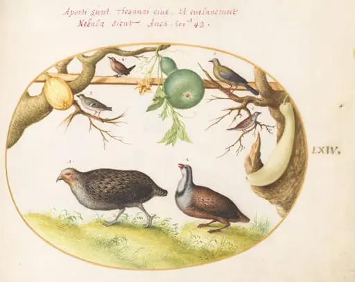 Plate 64: Two Partridges, a Wren, and Other Birds, by Joris Hoefnagel