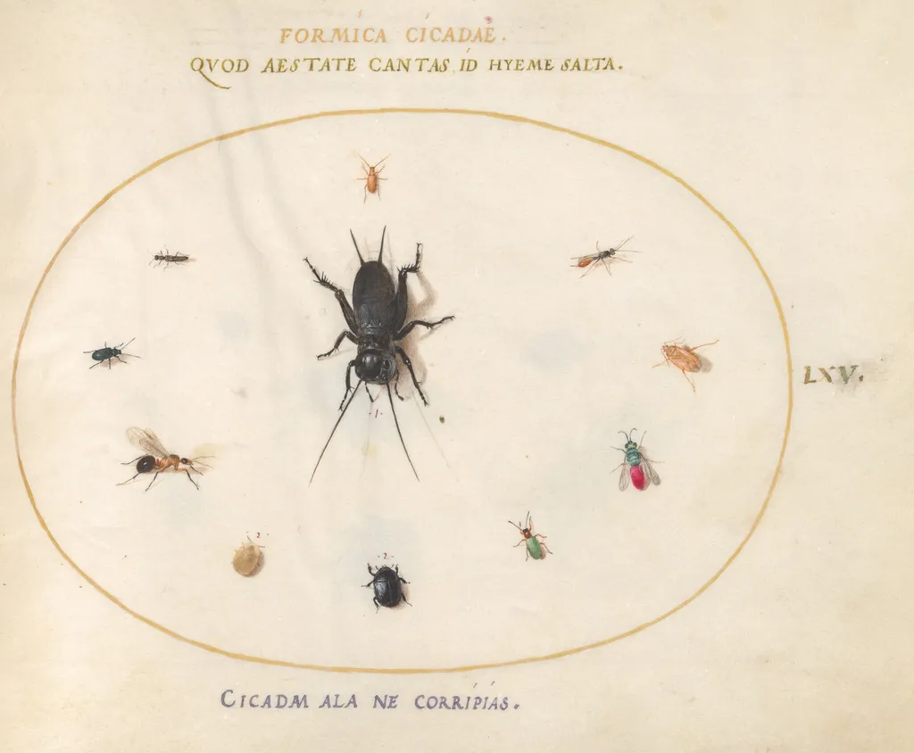 Plate 65: A Cricket Surrounded by Insects, Including a Ruby-Tailed Wasp, by Joris Hoefnagel, gouache, 1594