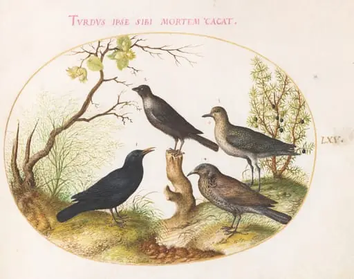 Plate 65: Thrushes and Other Birds, by Joris Hoefnagel