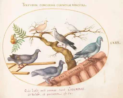 Plate 66: Doves and Pigeons, by Joris Hoefnagel