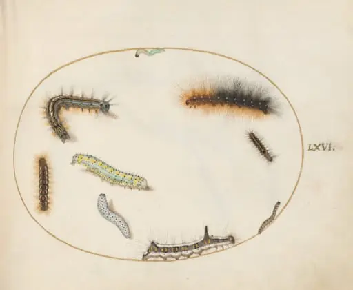 Plate 66: Lackey Moth Caterpillar, Figure of Eight Caterpillar, Grey Dagger Caterpillar, and Other Caterpillars, by Joris Hoefnagel