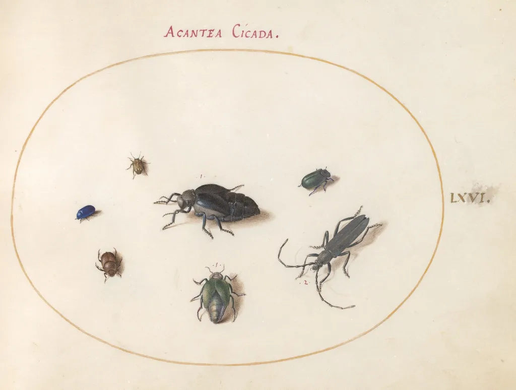 Plate 66: Two Oil Beetles, a Longhorn Beetle, and Four Other Insects, by Joris Hoefnagel, gouache, 1594