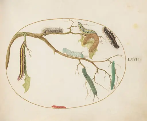 Plate 67: Large White and Small White Butterfly Caterpillars, Hornworm Caterpillar, Broom Moth Caterpillar, and Others, by Joris Hoefnagel