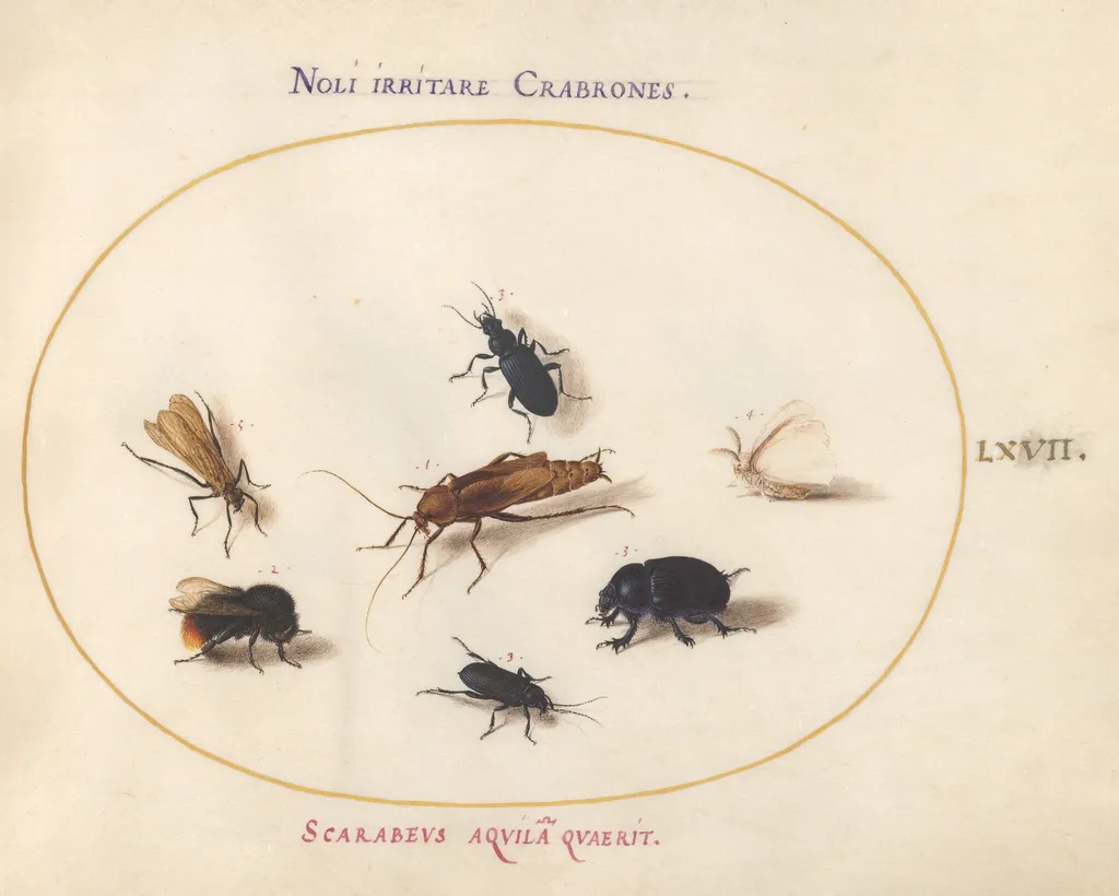 Plate 67: Seven Insects, Including a White Butterfly and a Bee, by Joris Hoefnagel, gouache, 1594