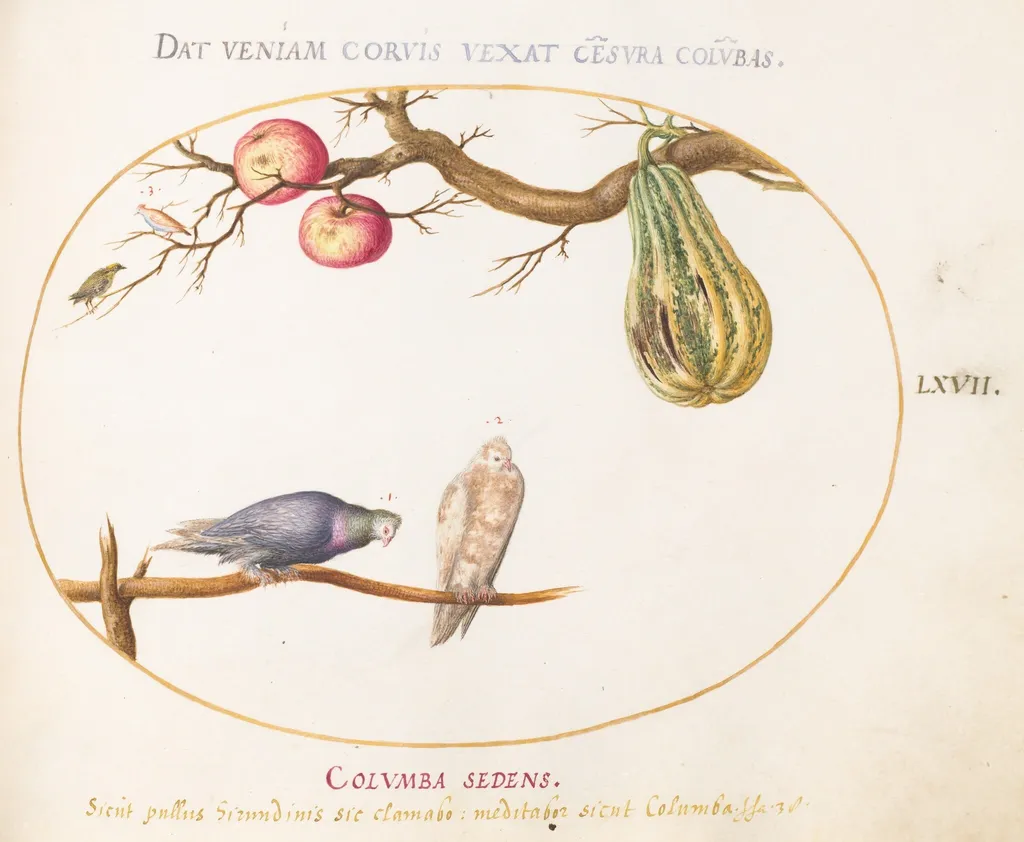 Plate 67: Two Doves beneath a Gourd and Apples, by Joris Hoefnagel, gouache, 1594