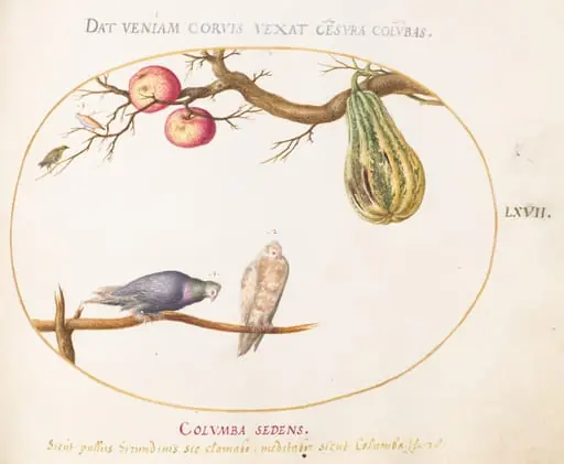 Plate 67: Two Doves beneath a Gourd and Apples, by Joris Hoefnagel