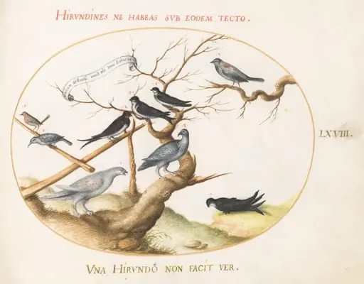 Plate 68: A Ptarmigan, Swallows, and Other Birds, by Joris Hoefnagel