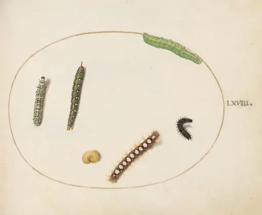 Plate 68: Leafy Spurge Hawkmoth Caterpillar, Mullein Moth Caterpillar, and Other Caterpillars, by Joris Hoefnagel