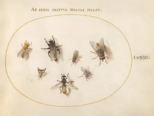 Plate 68: Seven Bees and Flies, by Joris Hoefnagel