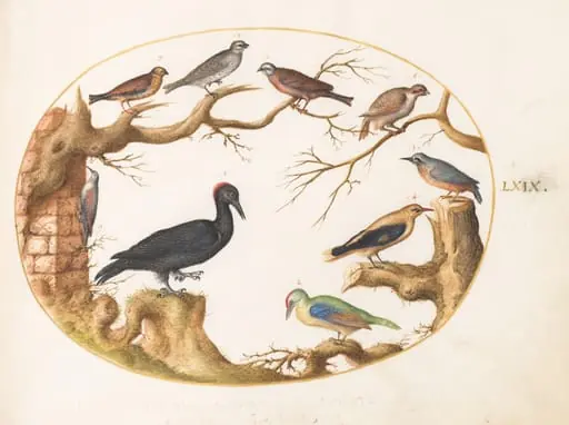 Plate 69: Black Woodpecker, European Green Woodpecker, Nuthatch, and Other Birds, by Joris Hoefnagel