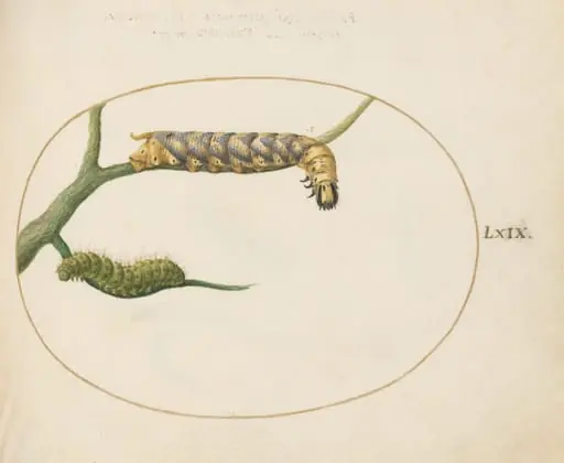 Plate 69: Emperor Moth Caterpillar with a Second Caterpillar on a Branch, by Joris Hoefnagel