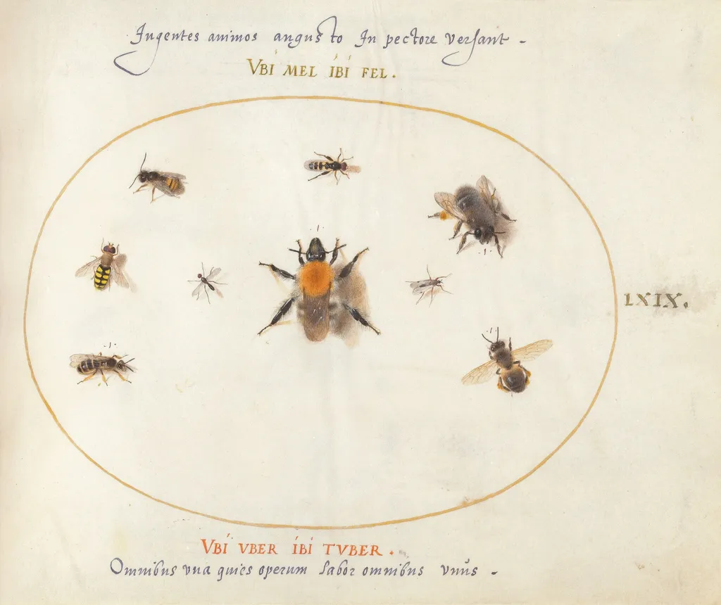 Plate 69: Nine Bees and Other Insects, by Joris Hoefnagel, gouache, 1594