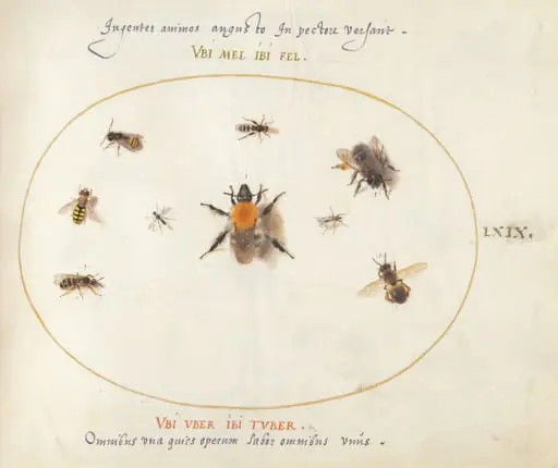 Plate 69: Nine Bees and Other Insects, by Joris Hoefnagel