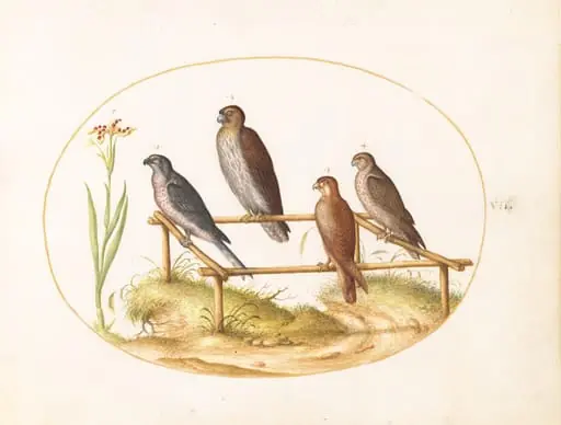 Plate 7: Four Birds of Prey on a Wooden Frame, by Joris Hoefnagel