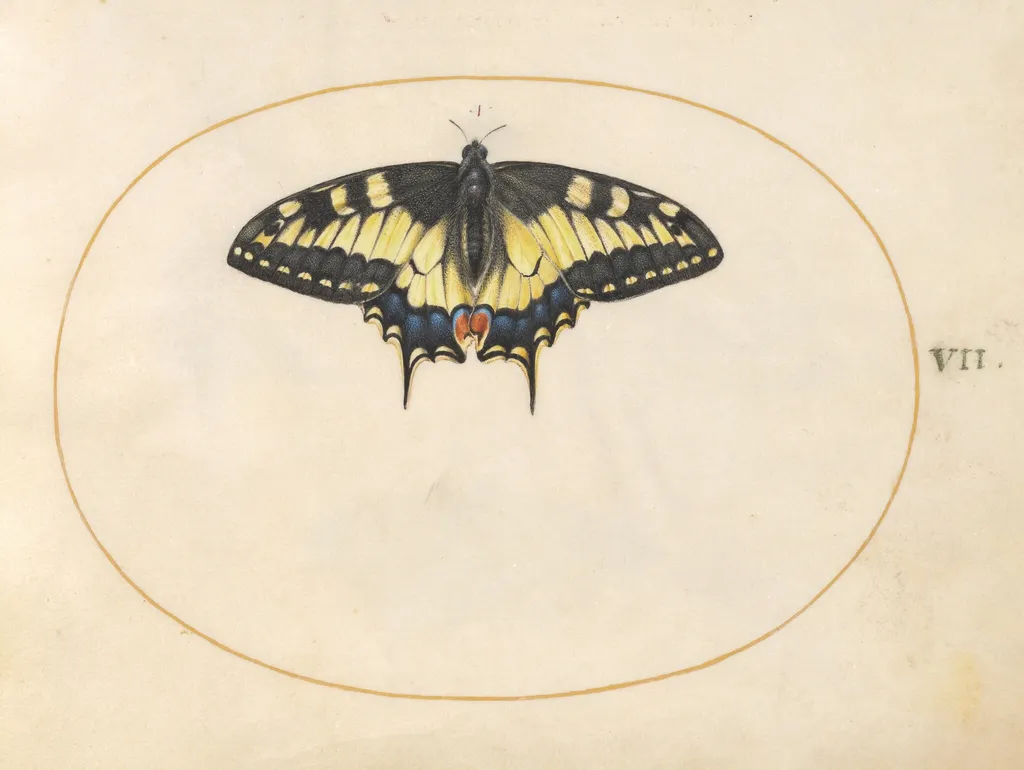 Plate 7: Swallowtail Butterfly, by Joris Hoefnagel, gouache, 1594