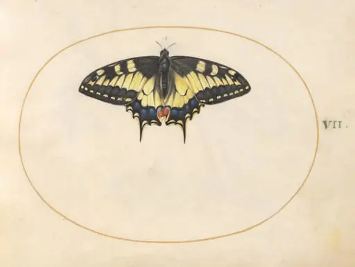 Plate 7: Swallowtail Butterfly, by Joris Hoefnagel
