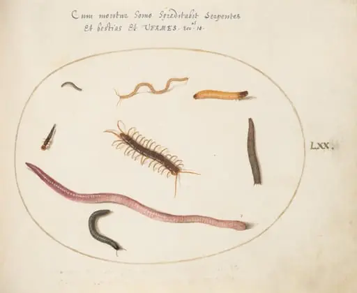 Plate 70: Worm, Centipede, Millipede, and Other Long Creatures, by Joris Hoefnagel