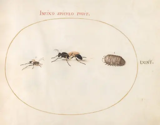 Plate 71: Two Wasps and a Pill Bug, by Joris Hoefnagel