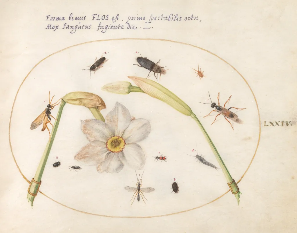 Plate 74: Insects with White Daffodils, by Joris Hoefnagel, gouache, 1594