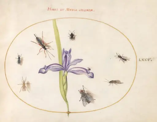 Plate 75: A Fly and Other Insects with an Iris, by Joris Hoefnagel