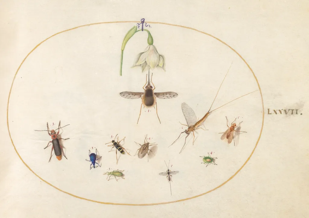 Plate 77: Dotted Bee Fly with a White Flower, a Mayfly, a Blue Weevil, and Other Insects, by Joris Hoefnagel, gouache, 1594
