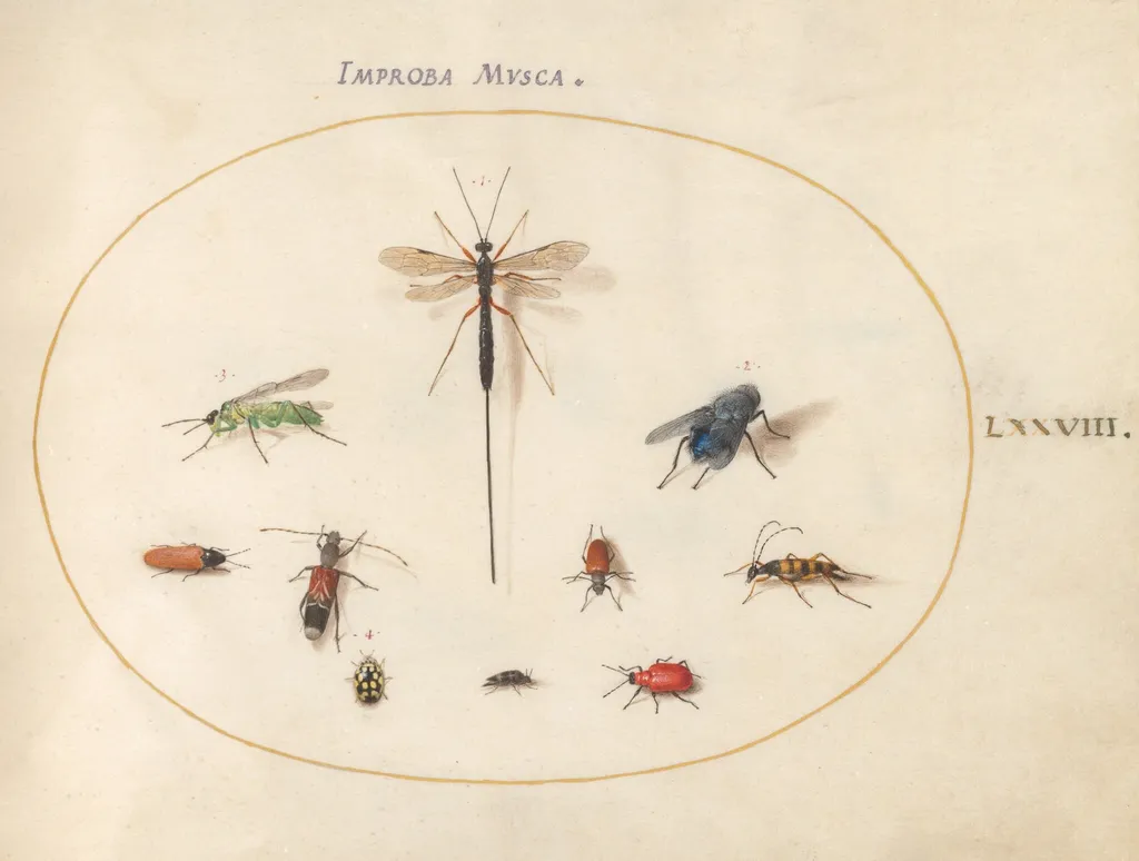 Plate 78: Ten Insects, Including a Blue Fly, by Joris Hoefnagel, gouache, 1594