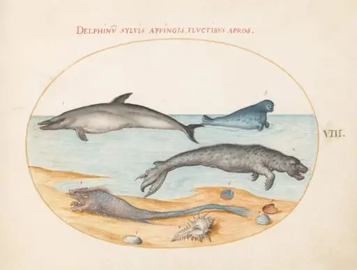 Plate 8: A Dolphin, Two Seals, a Brethmechin, and Shells, by Joris Hoefnagel