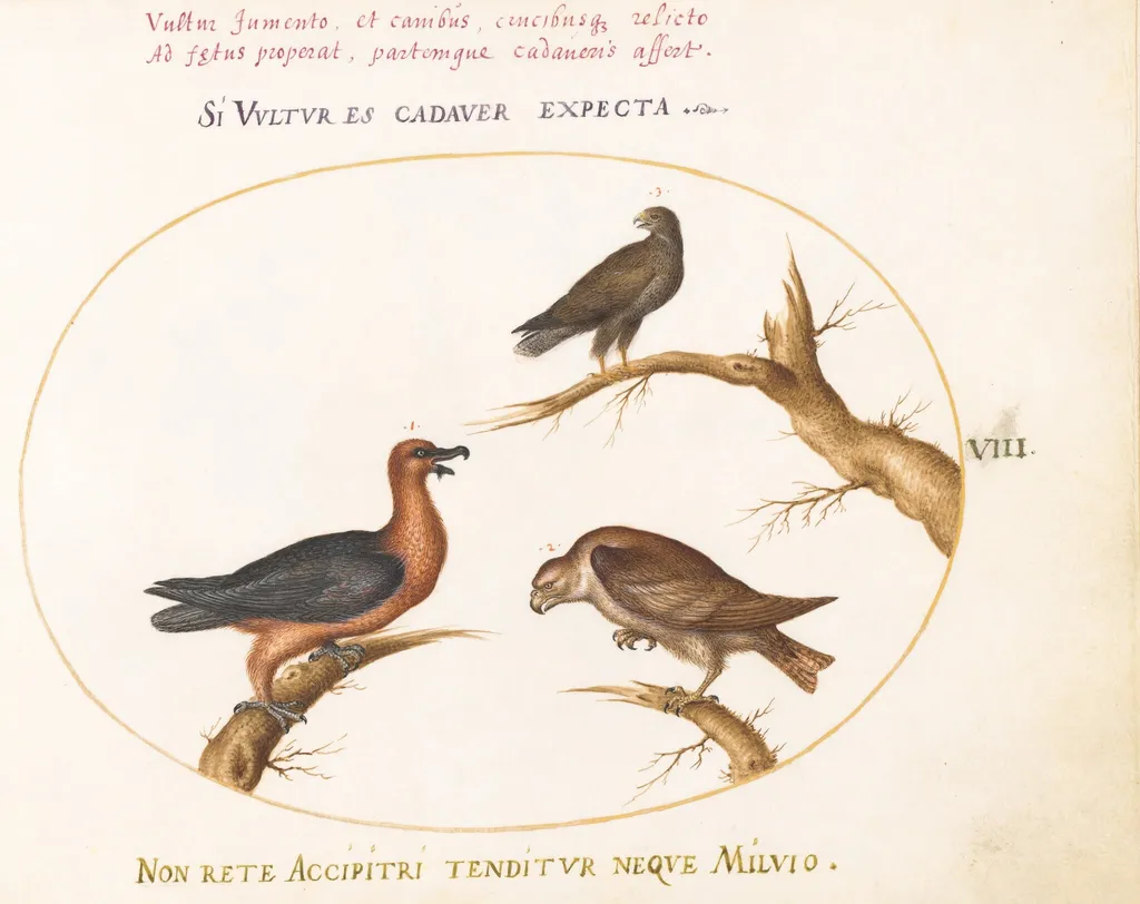 Plate 8: Bearded Vulture with Two Birds of Prey, by Joris Hoefnagel, gouache, 1594