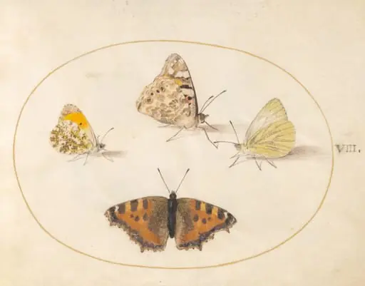 Plate 8: Orange Tip, Painted Lady, Southern Small White, and Small Tortoiseshell Butterflies, by Joris Hoefnagel