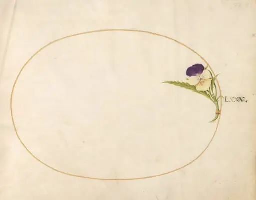 Plate 80: Purple and Yellow Viola, by Joris Hoefnagel