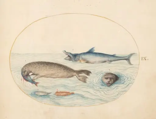 Plate 9: A Great White(?) Shark, Two Seals, and Two Fish, by Joris Hoefnagel