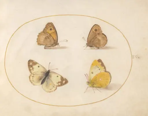 Plate 9: Meadow Brown, Gatekeeper, Clouded Yellow, and Bath White Butterflies, by Joris Hoefnagel