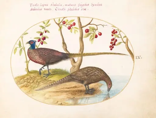 Plate 9: Two Pheasants with Fruiting Plants, by Joris Hoefnagel