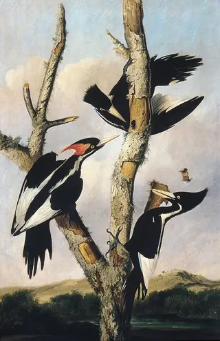 Ivory-billed Woodpeckers, by Joseph Bartholomew Kidd, 1830