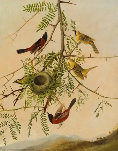 Orchard Oriole, by Joseph Bartholomew Kidd