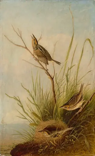 Sharp-Tailed Finch, by Joseph Bartholomew Kidd, 1832