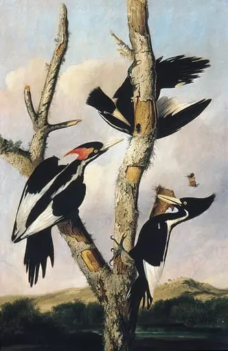 Ivory-billed Woodpeckers, by Joseph Bartholomew Kidd|John James Audubon