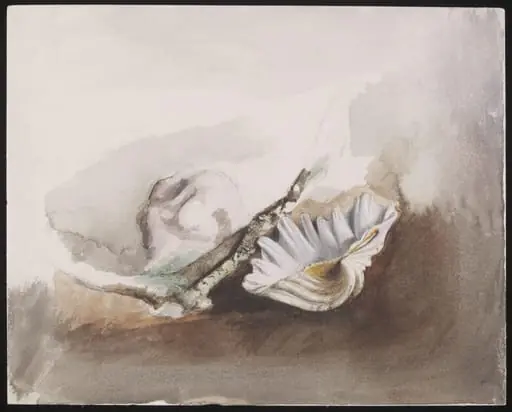 Study of sea shells, by Joseph Clark